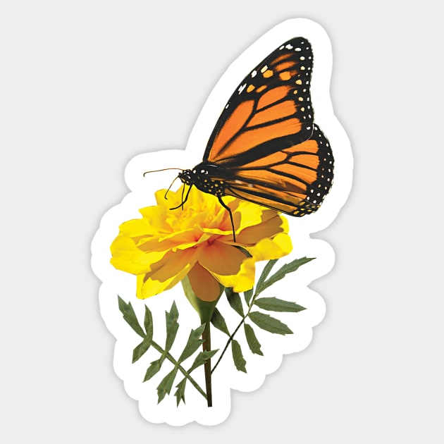 Marigolds - Monarch Butterfly on Marigold Sticker by SusanSavad